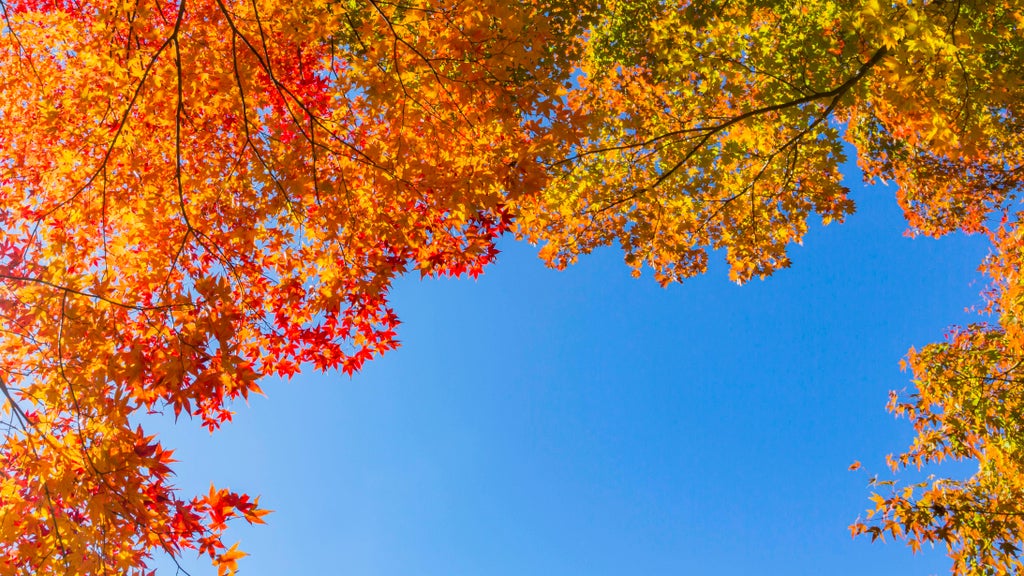Sunny Friday in Twin Cities with mostly dry Halloween weekend — Moorhead Sports news