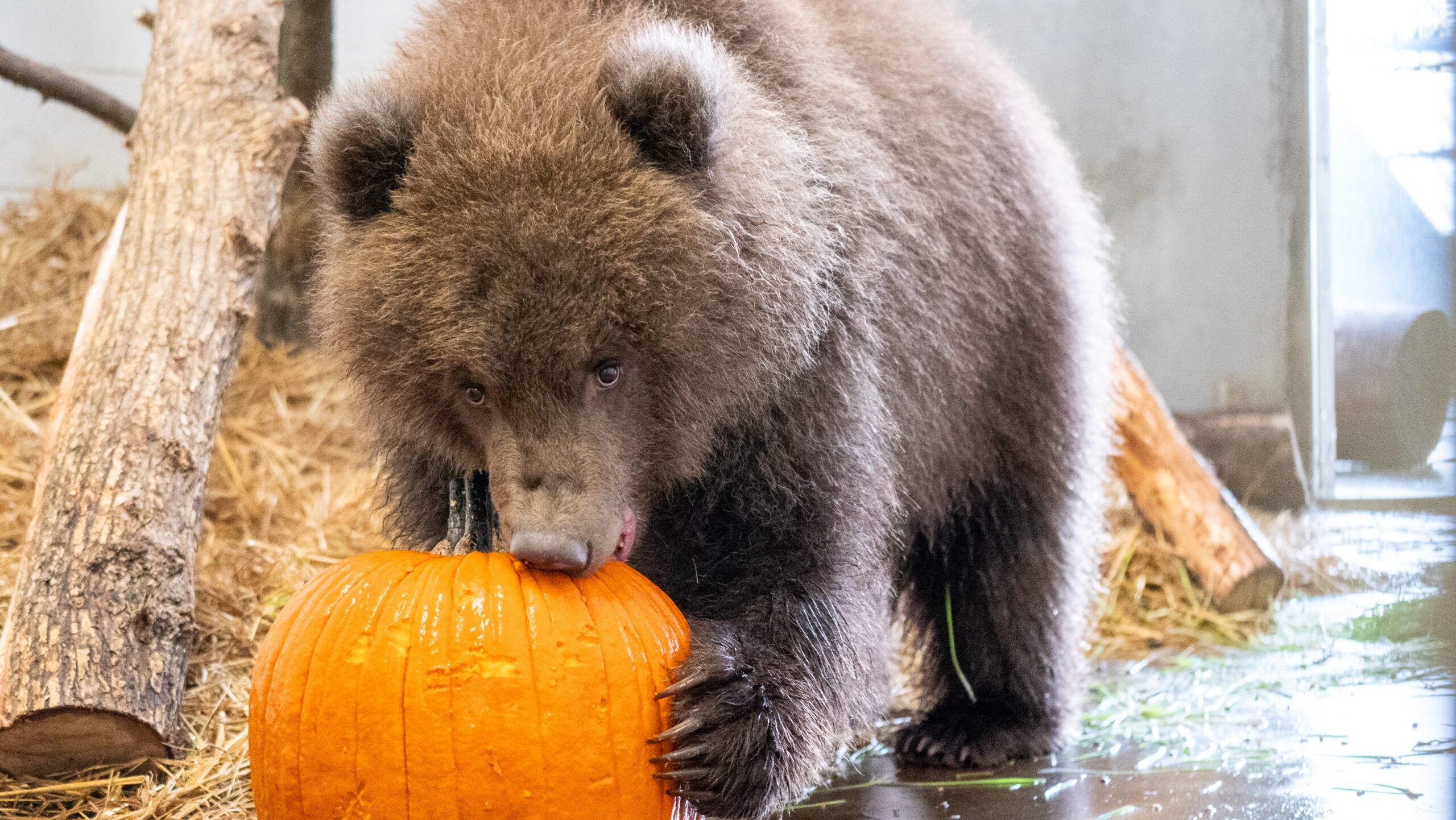 Minnesota Zoo welcomes 3 orphaned brown bear cubs rescued from Alaska — Moorhead Health news