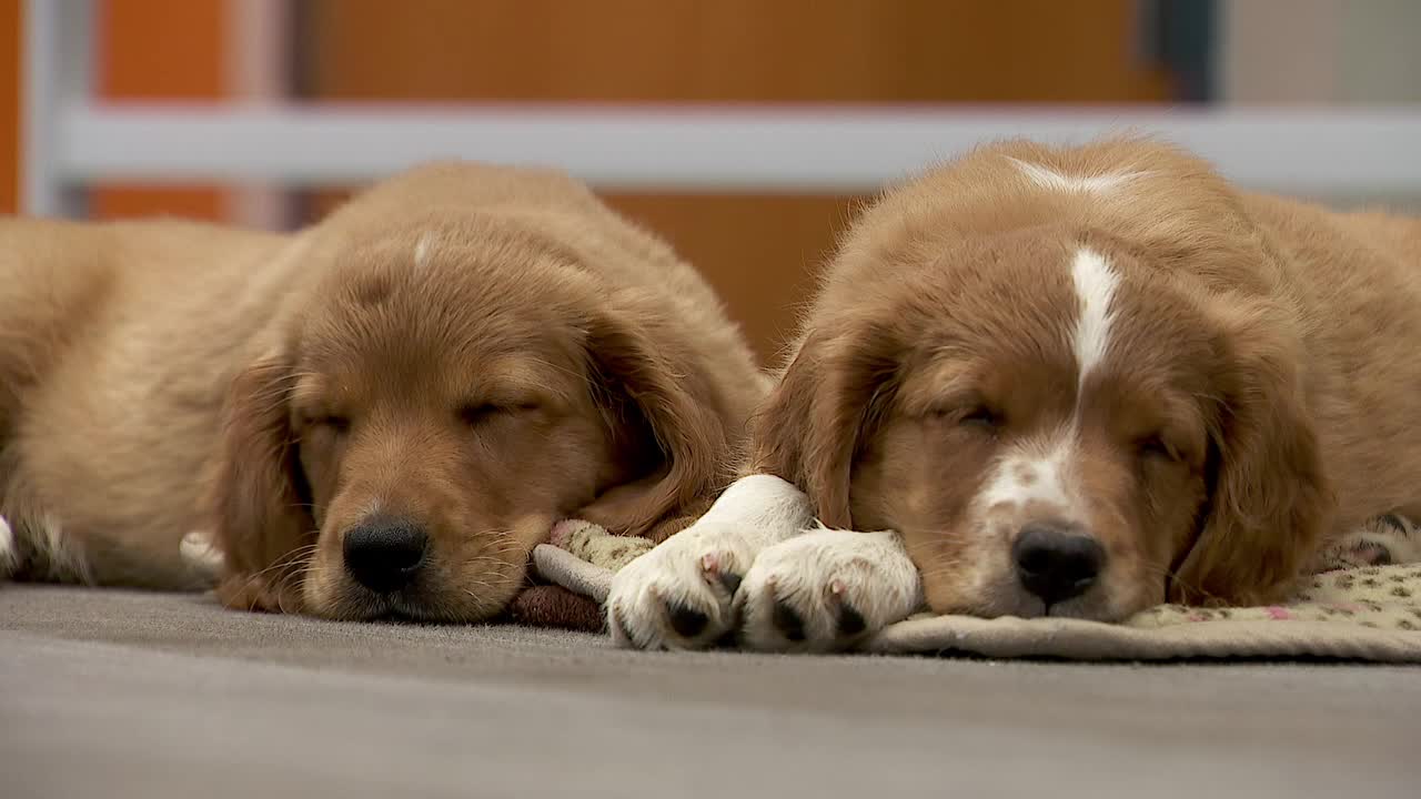 36 dogs rescued from unlicensed breeder in Cass County — Moorhead Community news